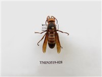 藏品(雙金環虎頭蜂)的圖片